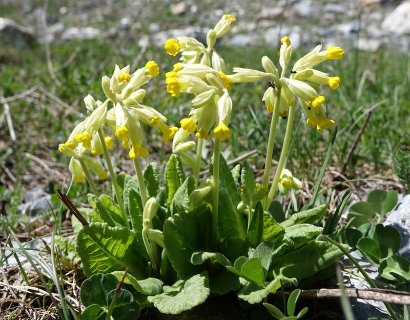 Primula veris subsp. veris, Davidson, C 13321--Switzerland. Les Violettes. 4 Jul 2016. DSC09126 (391).JPG