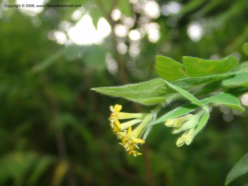 Englerodaphne pilosa--So.Africa. Mpumal. Buffelskloof Private Nat. Res. 17 Mch 05. 284.jpg