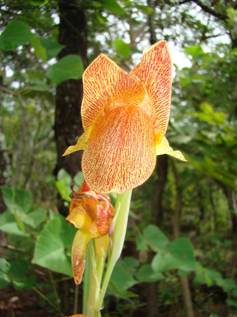 Gladiolus dalenii ssp. andongensis, RGereau7054--Tanz. Mbeya, Utengule Coffee Lodge. 26 Jan 08. 029.jpg