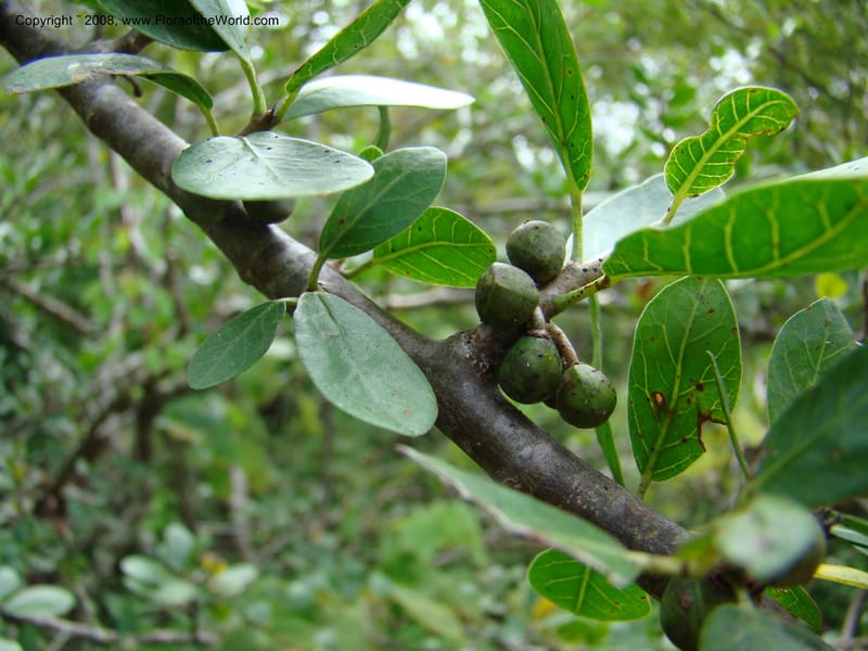 Bursera ariensis, NMartinezM2414--MX. Chiapas. Jiquipilas. Cerro el Campanario. 14 Sep 08. 101.jpg
