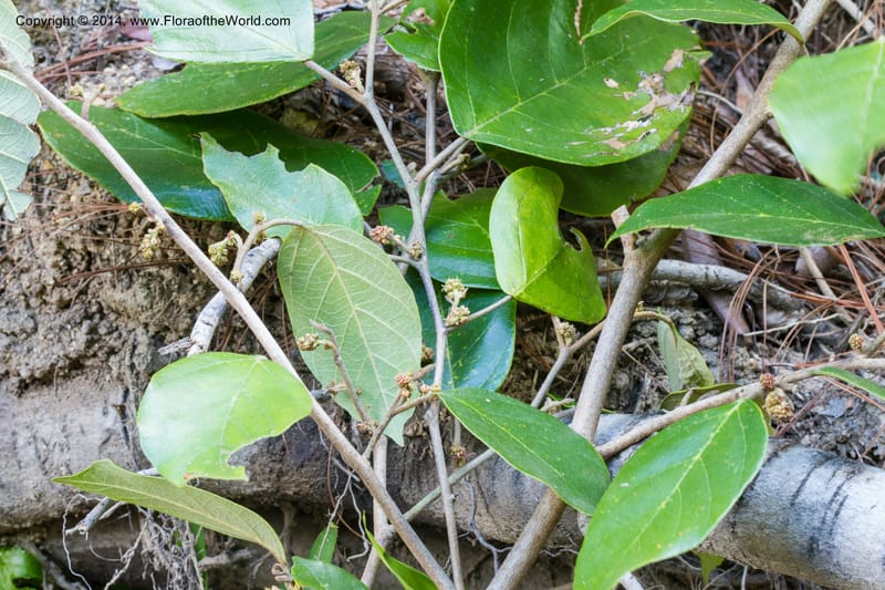 Molinadendron guatemalense, Stevens, W. D 34696--Nicaragua. Neuva Segovia. S of Cerro Mogoton. 5 Jun 2014. 3(5).jpg