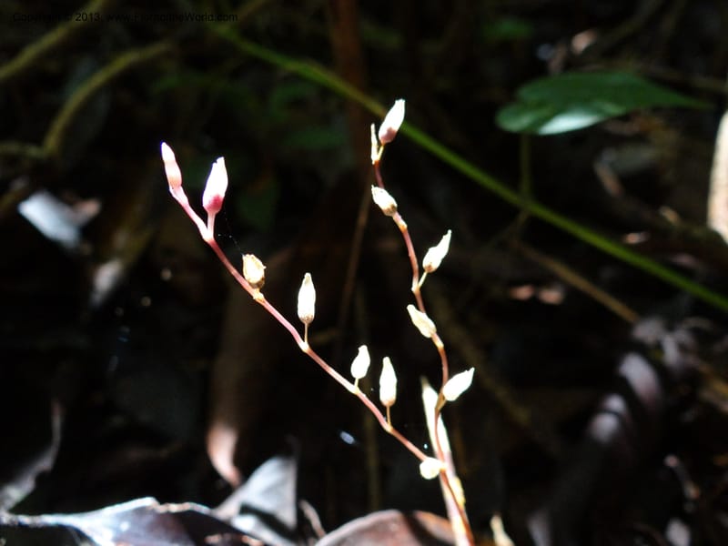 Gymnosiphon, S.98886--Malaysia, Sarawak. Bako Nat. Park. Paku Trail. DSC06071 (11).JPG