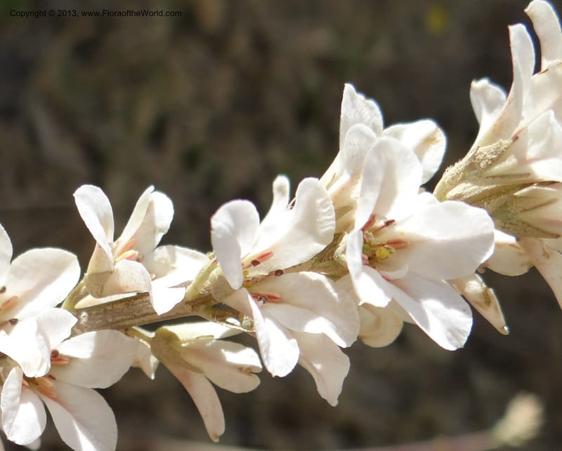 Francoa appendiculata, WDS 34052--Chile. Pichilemu. 13 Feb 2013. DSC00381 (37).JPG