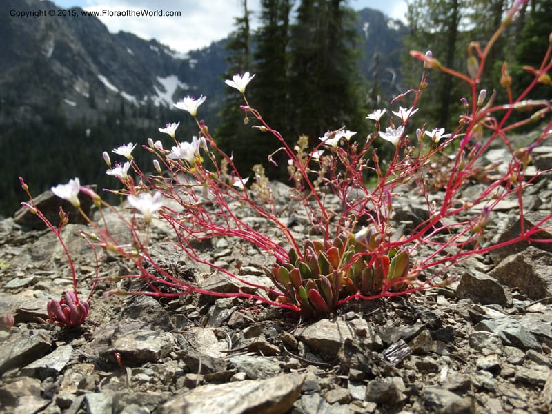 Lewisia columbiana var. wallowensis, Davidson, C 12591--ID. Idaho Co. Seven Devils Camp Ground. 15 Jul 2014. DSC00113 (127).JPG