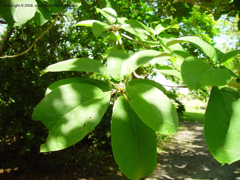 Sterculia tragacantha--FL. Fairchild Tropical Gard. 8 Apr 03. 186.jpg