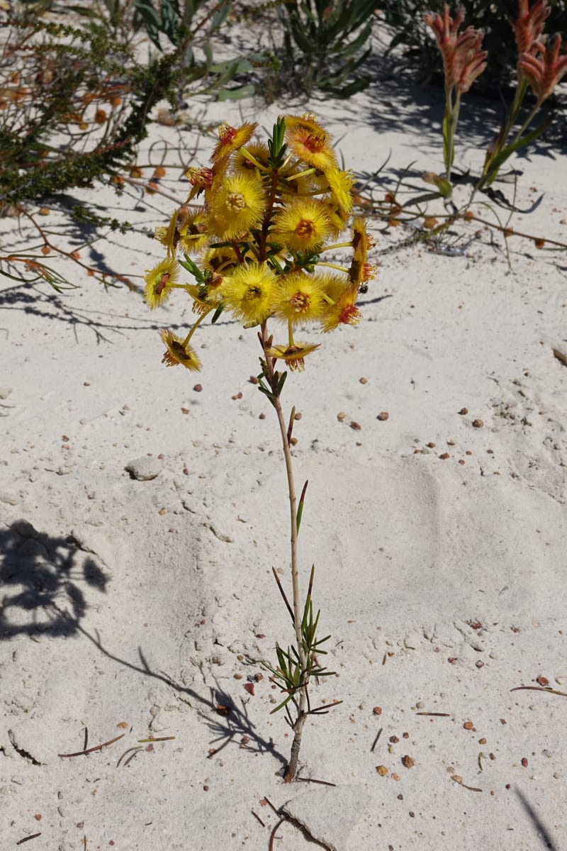Verticordia nobilis, Davidson, C 13427--Australia. W.A. Green Head-Coorow Rd. Stop 2. 24 Oct 2016. DSC04873 (118).JPG