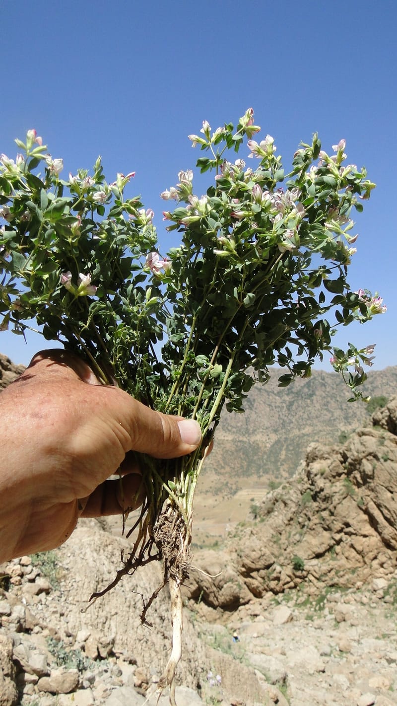 Lotus gebelia, A. G. Miller 133.26--Iraq. Kurdistan. Shakh-i Pira Magun. Gueza Khan. 11 June 2010. 263 (18).jpg