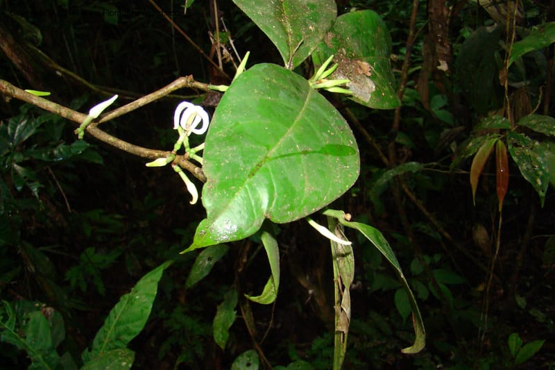Coussarea, R. Vasquez 34530--Peru. Loreto. Distr. Nauta. Parq. Nac. Pacaya Samiria. 4 Nov 08. 081.jpg