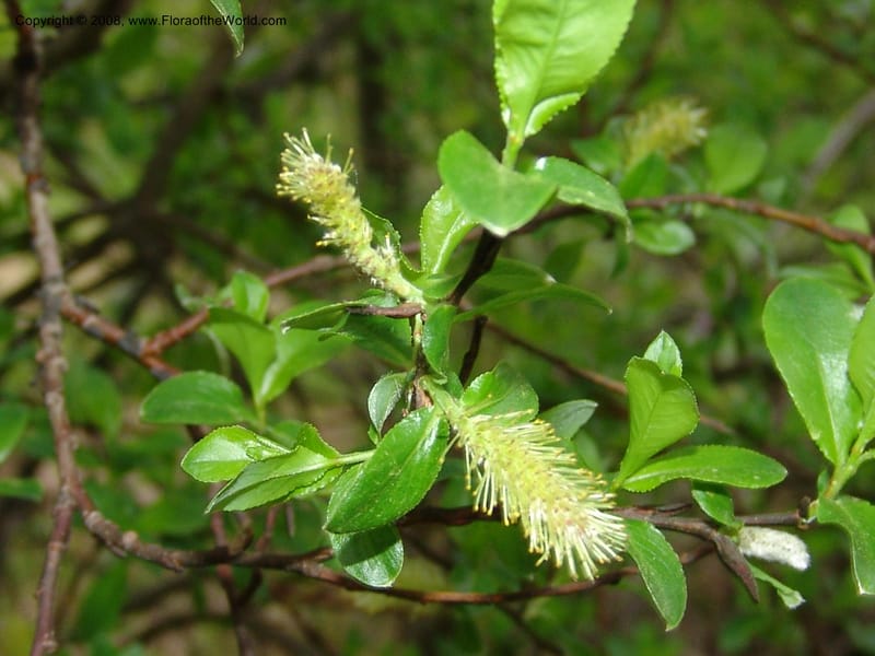 Salix--Georgia. Kazbeki . Trail-road to Sameba Church. 2 Jun 05. 222.jpg