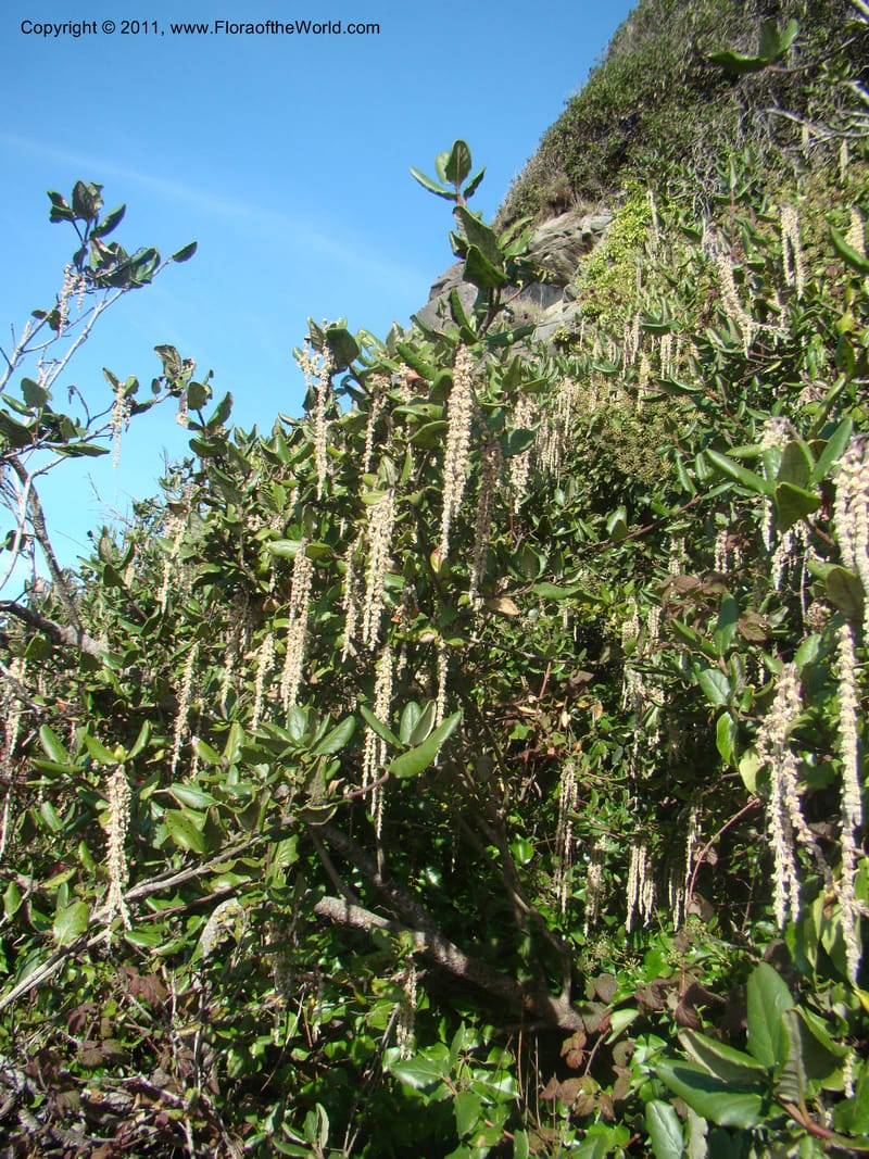 Garrya elliptica, C. Davidson 11826--CA. Moonstone Beach. 26 Jan 2011. 032 (4).jpg