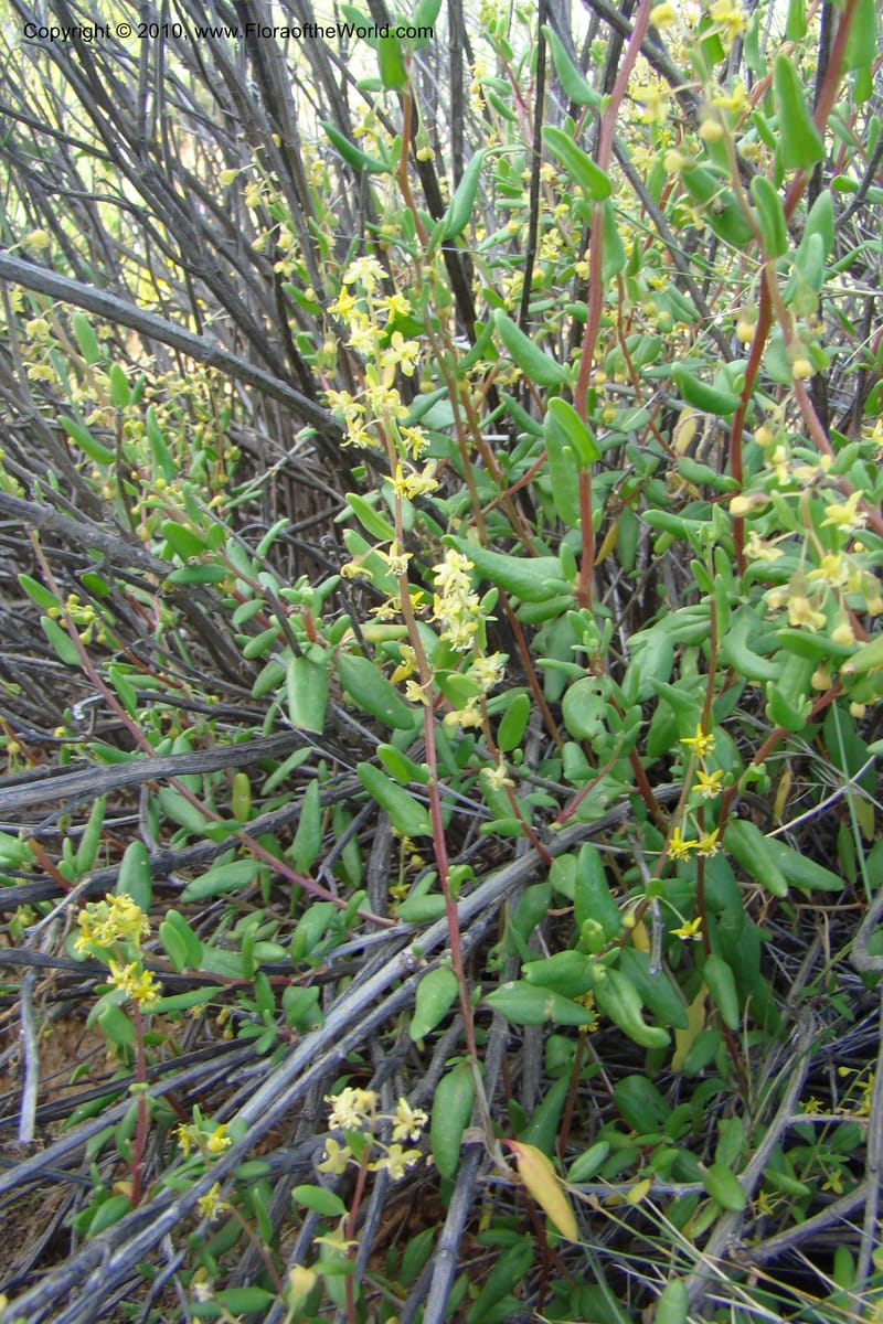 Tetragonia, C. Davidson 11617--South Africa. Northern Cape. Road to Gannabos. 27 Aug 09. 067.jpg