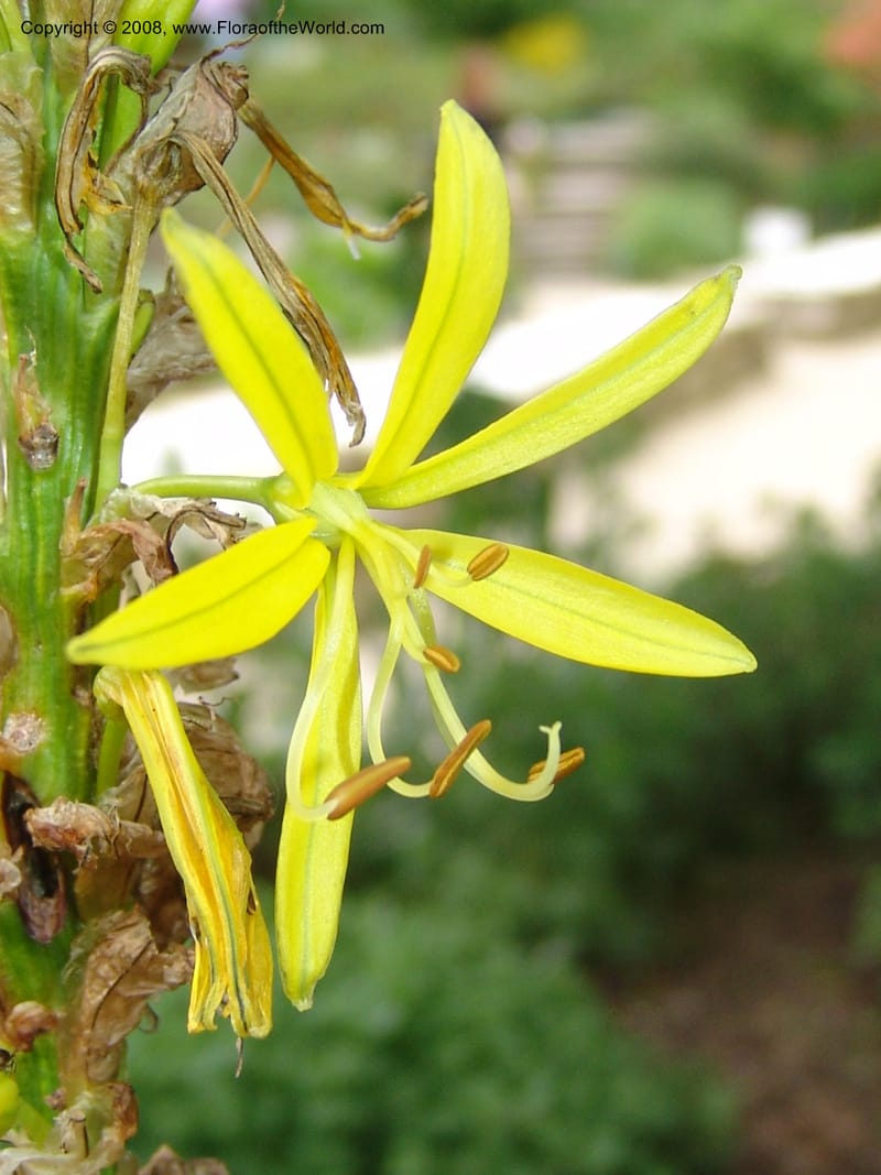 Asphodeline lutea--France. Paris. Jardin des Plantes. 28 Apr 05. 095.jpg