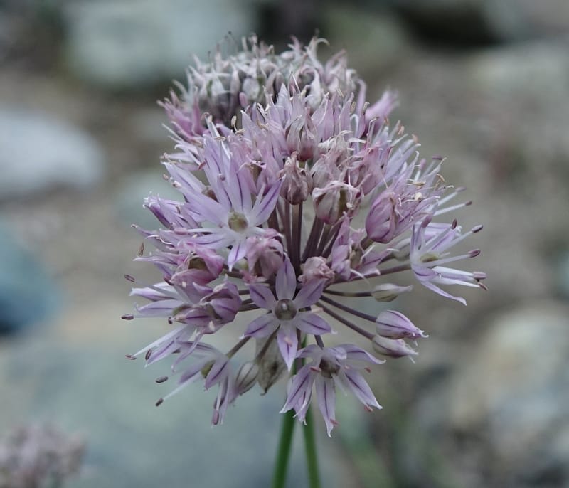 Allium schoenoprasum--Japan. Hokkaido. Teshio Exptl. For. 3 Aug 2016. DSC00757 (67).JPG