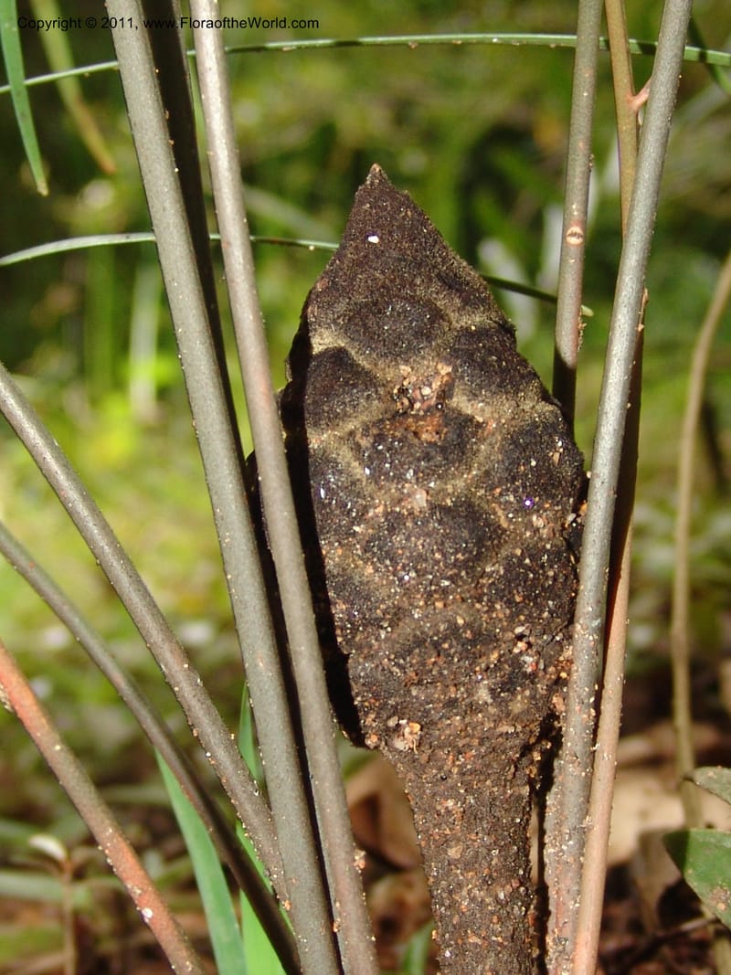 Zamia angustifolia--So.Africa. Lowveld Nat. Bot. Gard. 14 Mch 05. 440.jpg