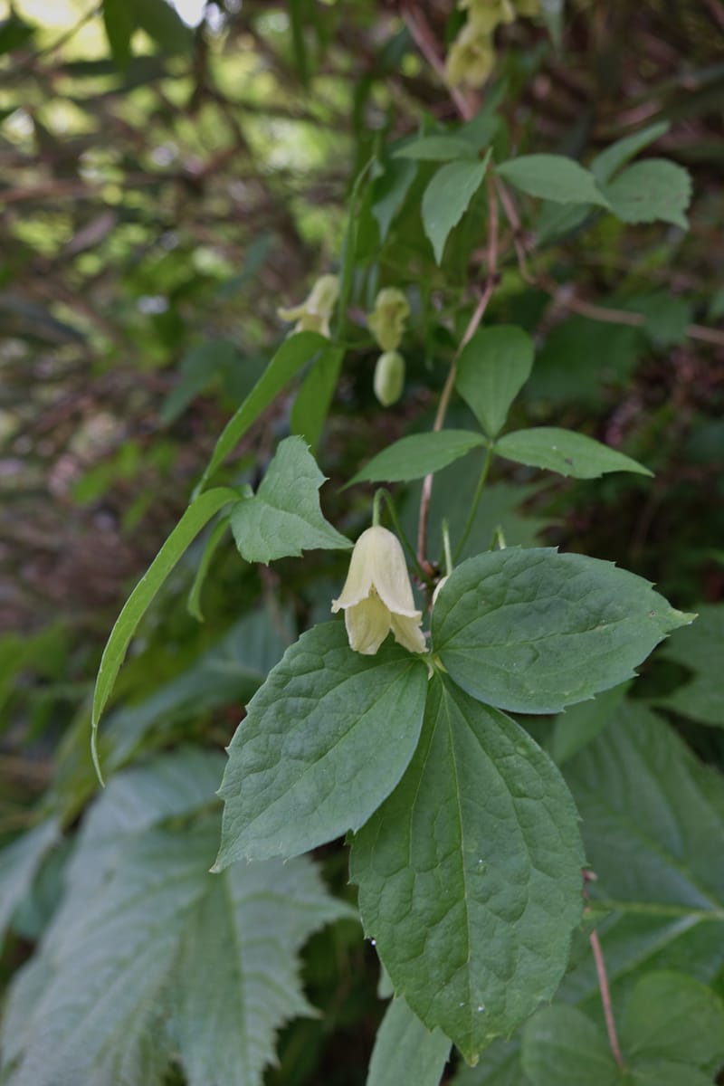 Clematis--Japan. Niigata. Miyoko-Togakushi N. P. Tsubame. 25 May 2016. DSC04209 (137).JPG