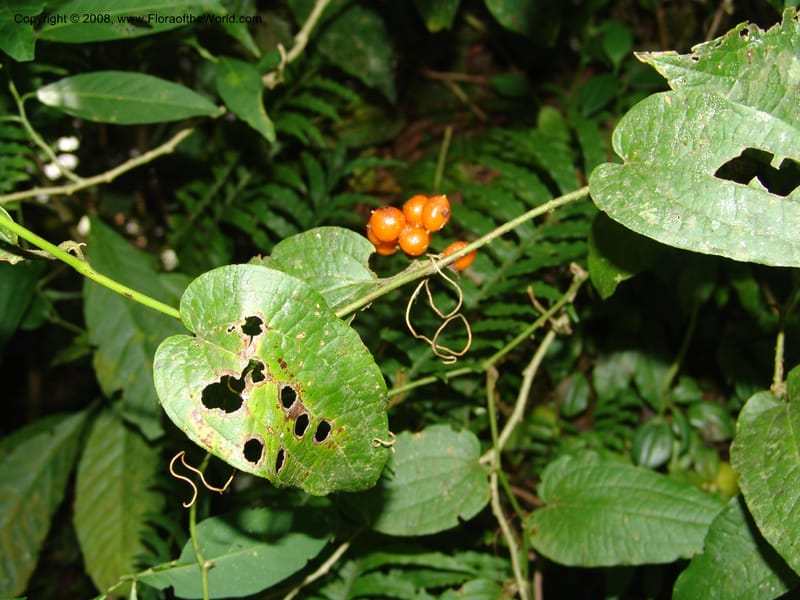 Smilax, not coll.--MX. Chiapas. Res. Biosf. El Triunfo. Trail NW along stream. 9 Nov 04. 001.jpg