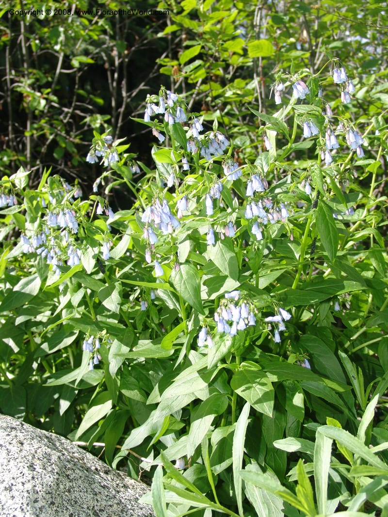 Mertensia paniculata, CDavidson11074--ID. Valley Co. Crestline Trail Rd., N of Payette Lake. 15 Jun 07 099.jpg