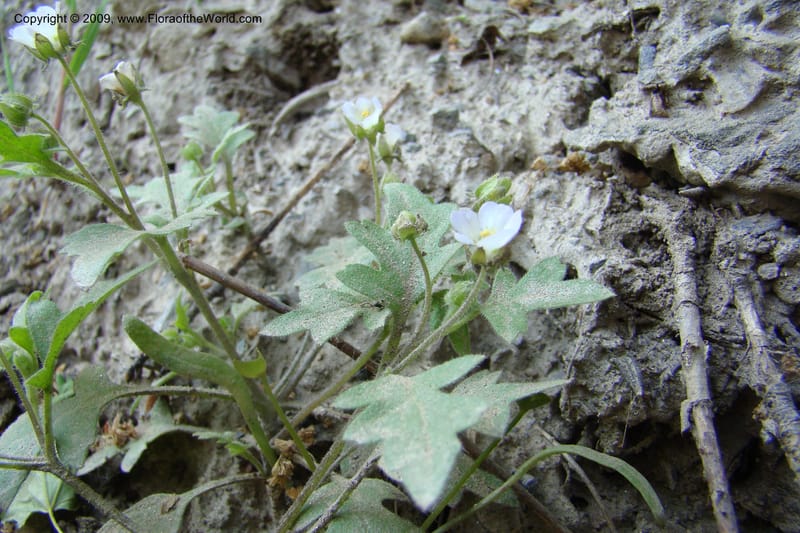 Nemophila kirtleyi, C. Davidson 11355--ID. Idaho Co. Salmon River Rd. 17 May 09. 138.jpg