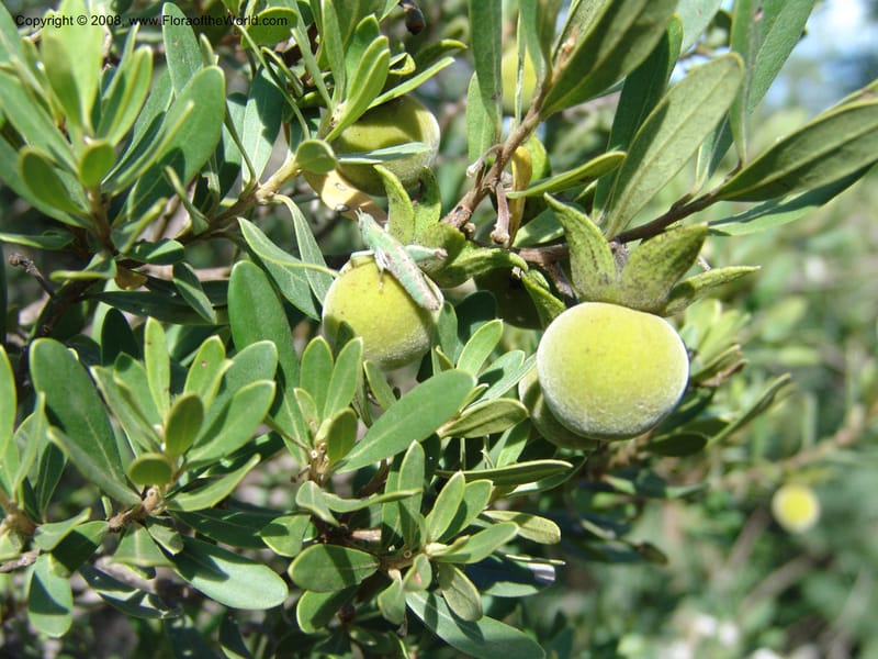 Diospyros dichrophylla--So.Africa. E. Cape. Moonstone Farm, Quanti Area, Stut. 8 Mch 05. 031.jpg