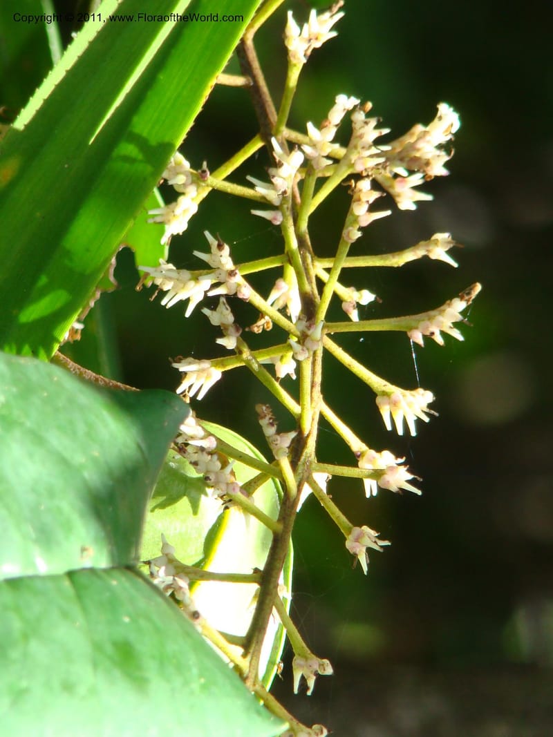 Citronella, P. Lowry 7215--New Caledonia. 618 (2).jpg