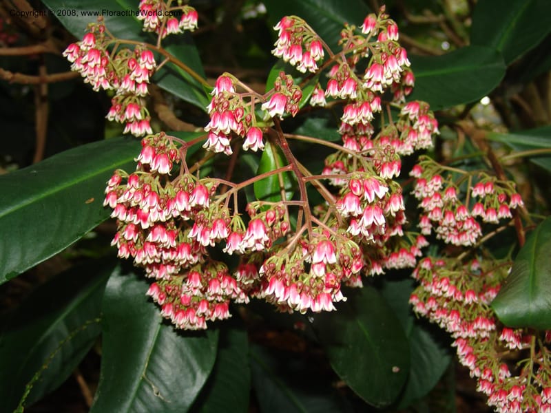 Parathesis--CA. San Francisco Botanical Garden (Strybing Arb.). 30 Mch 06. 170.jpg
