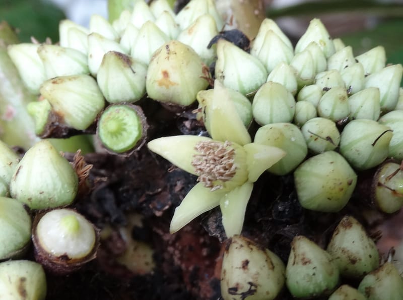 Plerandra insolita, Plunkett, G 3186--Fiji. Waisali Rainf. Reserve. 4 Nov 2015. DSC08848 (245).JPG