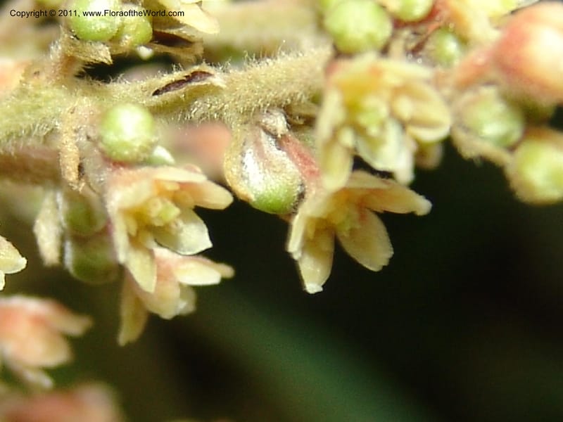 Endlicheria paniculata, RVasquez 31492--Peru. Prov. Oxa. Parq. Nac. Yanachaga Chemillen. 12 Oct 06. 729 (11).jpg