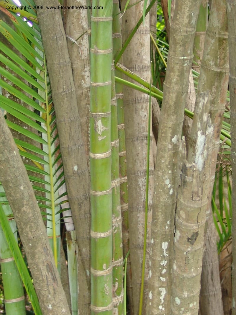 Chrysalidocarpus lucubensis--So. Africa. Durban Bot. Garden. 14 Mch 05. 146.jpg