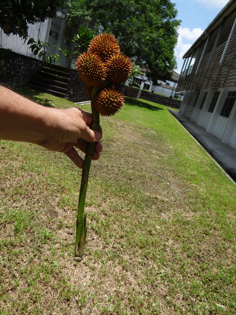 Hand-held infructescence bearing spiky brownish-orange syncarps