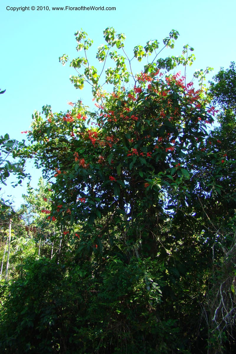 Warszewiczia, Vasquez 34793--Peru. Loreto. Dist. Nauta. Miraflores, Rio Tigre. 10 Nov 08. 785.jpg