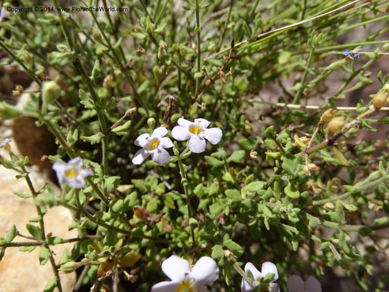 Sutera hispida, Davidson, C 12260--South Africa. Western Cape. Swartberg Pass Rd. 19 Jan 2014. DSC00537 (60).JPG