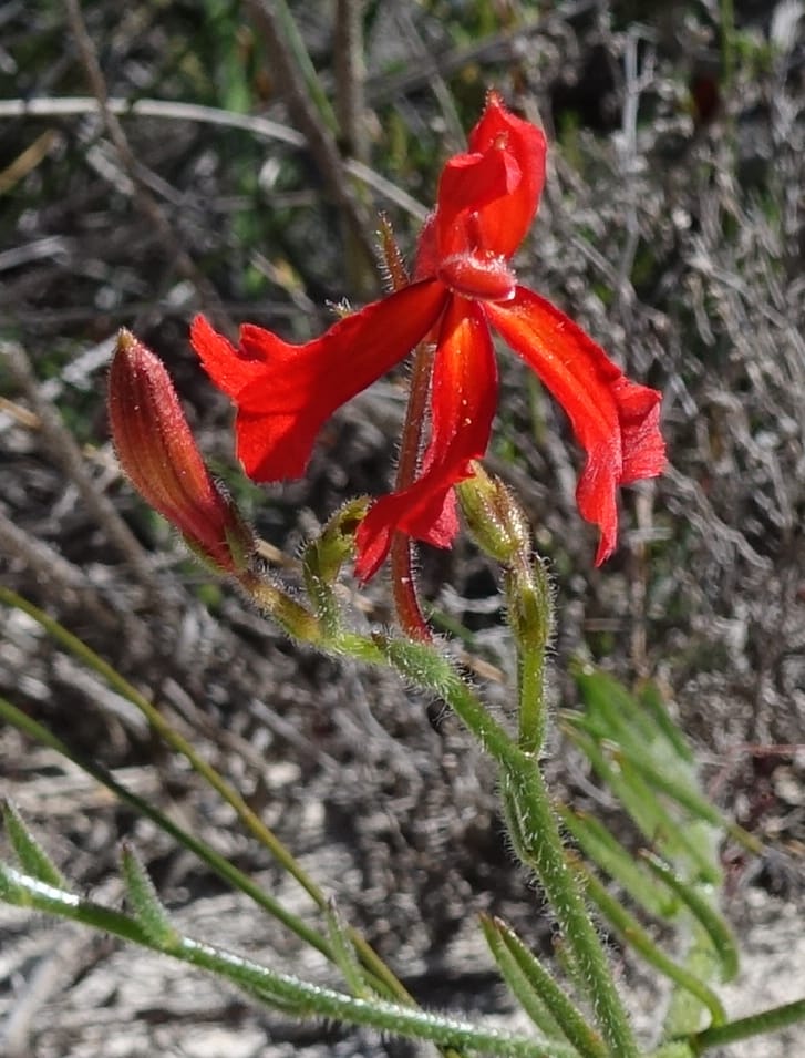 Leschenaultia, Davidson, C 13425--Australia. W.A. Green Head-Coorow Rd. Stop 2. 24 Oct 2016. DSC04873 (23).JPG