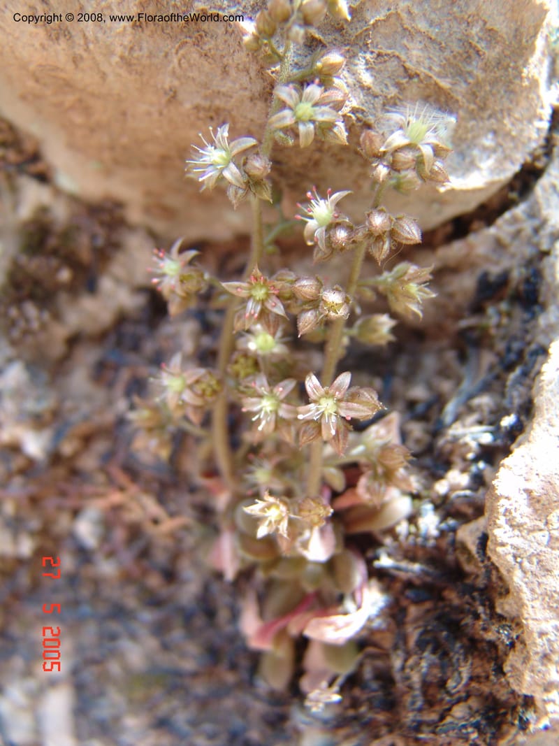 Sedum creticum v. monocarpicum--Crete. Samaria Gorge. 27 May 05.  108.jpg