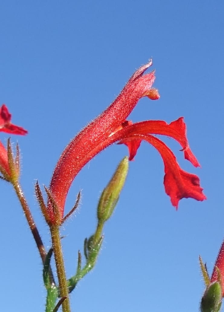 Leschenaultia hirsuta, Davidson, C 13418--Australia. W.A. Tootbardie Rd.-Coorow Rd. 23 Oct 2016. DSC04758 (28).JPG