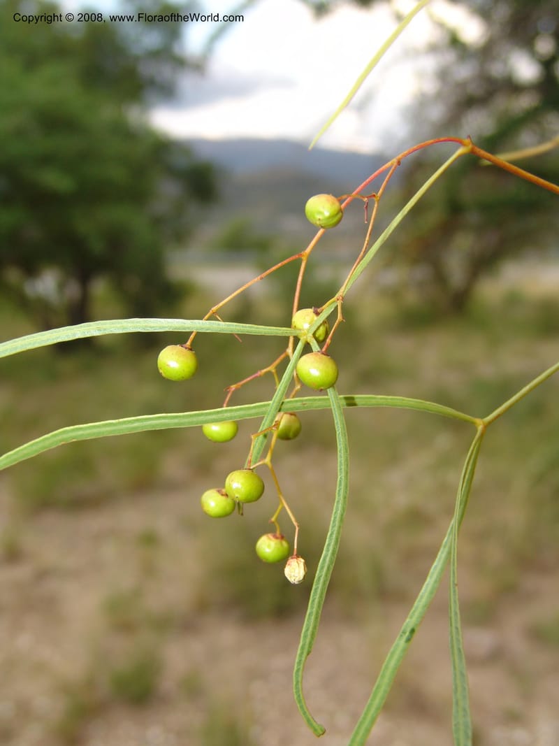 Rhus keetii--So.Africa. Mpumal. R577 N of Lydenburg. 16 Mch 05. 185.jpg