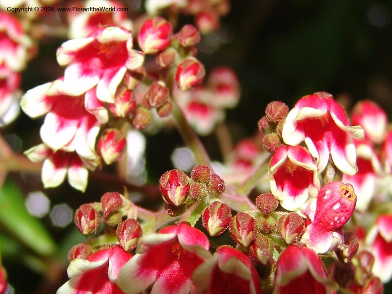 Parathesis--CA. San Francisco Botanical Garden (Strybing Arb.). 30 Mch 06. 175.jpg