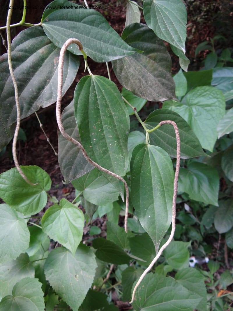 Piper, Martinez-Melendez, M 428--Mexico. Chiapas. Ocosingo. 17 Feb 2012. DSC02636 (14).JPG