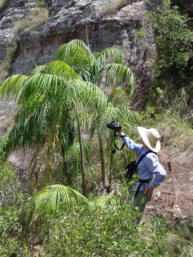 Dypsis, not coll.--Madag. Prov. Fianar. Parc Nat. Isalo. 12 Jan 06. 270.jpg