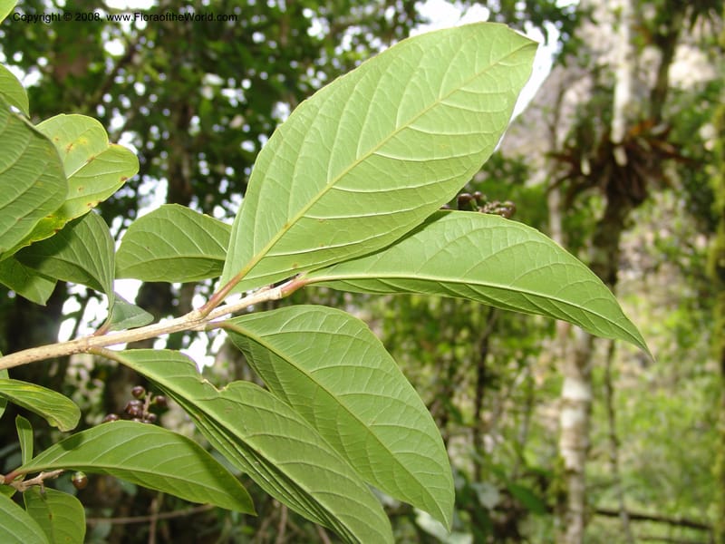 Citharexylum laurifolium, RVasquez33100--Peru. Cusco. Calca. Lares. Manto. 1 Nov 07. 097.jpg