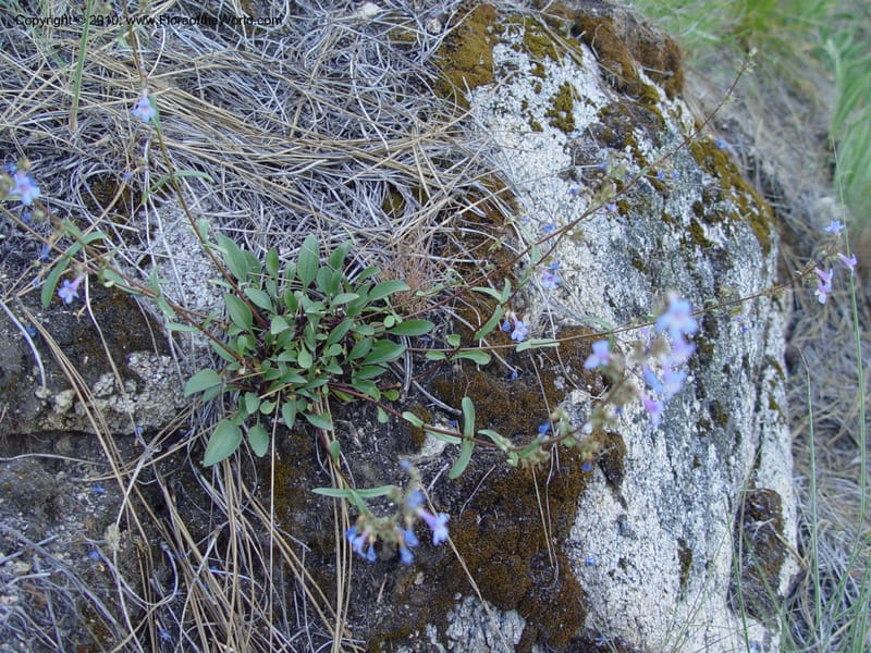 Penstemon albertinus--ID. Idaho Co. Salmon R. Polly Bemis Ranch. 7 May 04. 088 (9).jpg