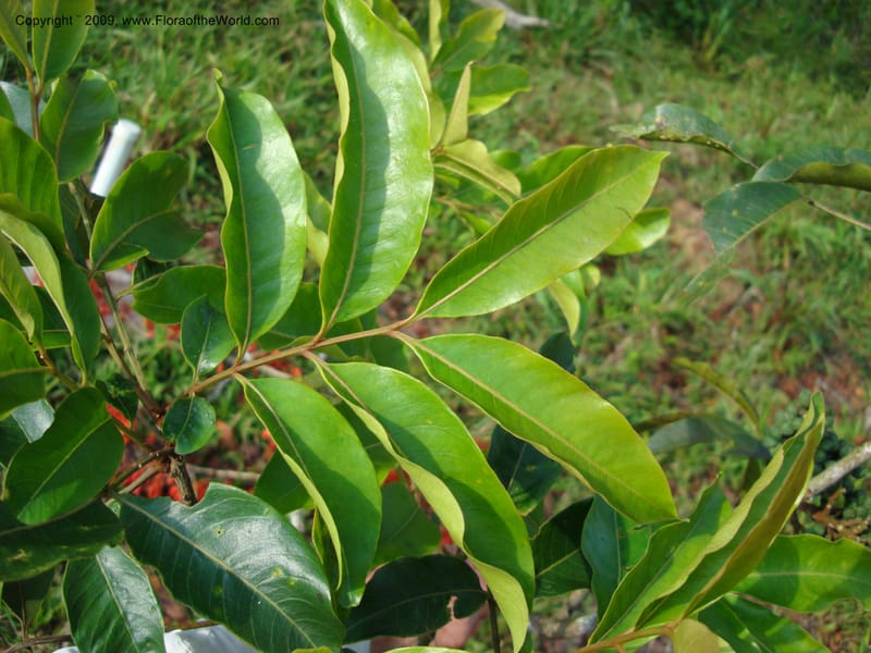 Zanthoxylum...DN15865,Ecuador.Prov.ZamoraC.Rio Wawaime Valley19Sep2007 059.jpg
