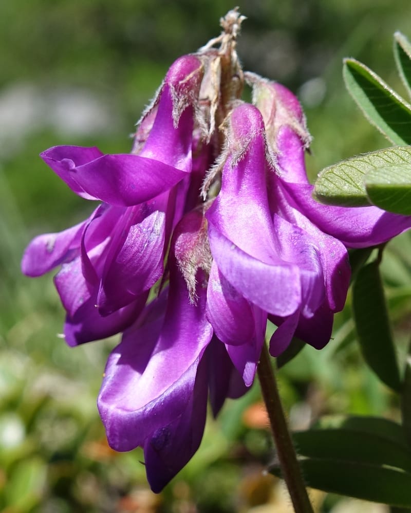 Hedysarum hedysaroides, Davidson, C 13308--Switzerland. Les Violettes. 4 Jul 2016. DSC09126 (64).JPG