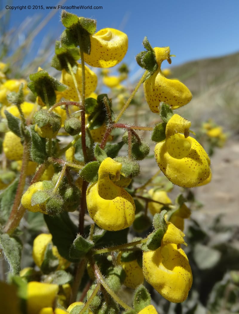 Calceolaria corymbosa, Davidson, C 12792--Chile. Ruta 115, to Laguna del Maule. 24 Nov 2014. DSC07486 (440).JPG