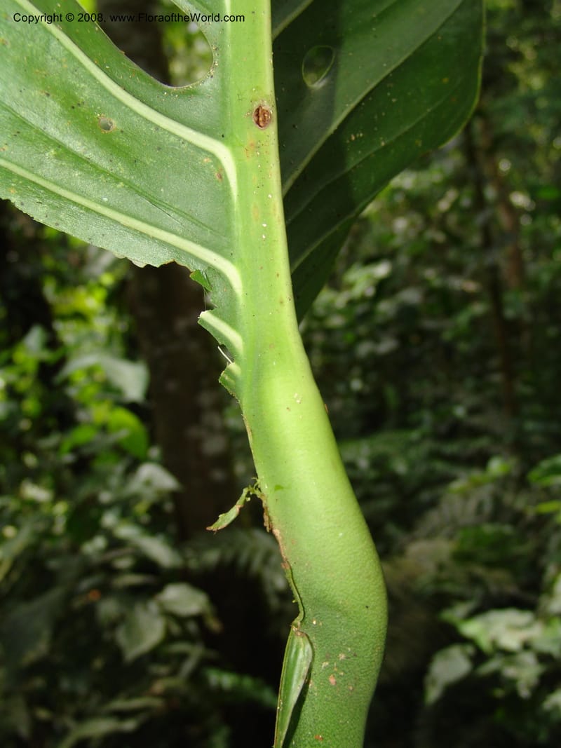 Monstera, RVasquez32988--Peru. Pillcopata. Qbda Pini Pini. 29 Oct 07. 518.jpg