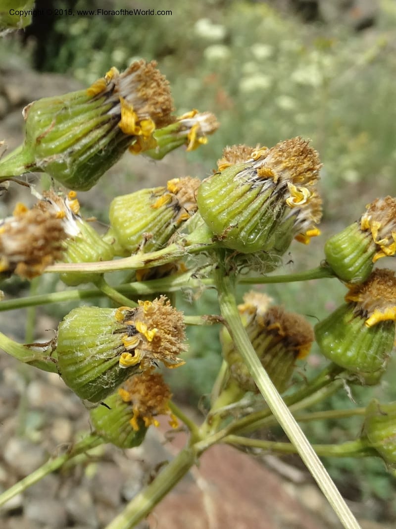 Senecio, Davidson, C 12598--ID. Idaho Co. Seven Devils Camp Ground. 15 Jul 2014. DSC00113 (312).JPG
