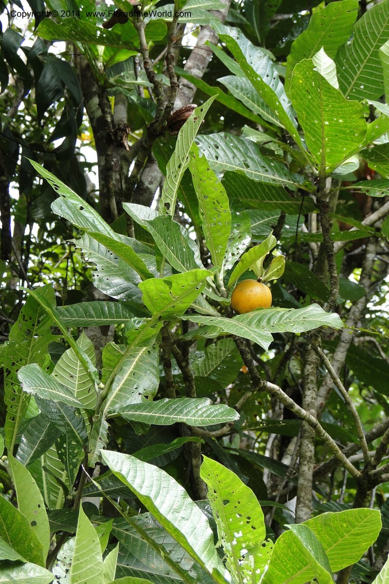 Gardenia oudiepe, J. Munzinger 6558--New Caledonia. Tchamba. Grotie Kou. 16 Feb 2011. 186 (2).jpg