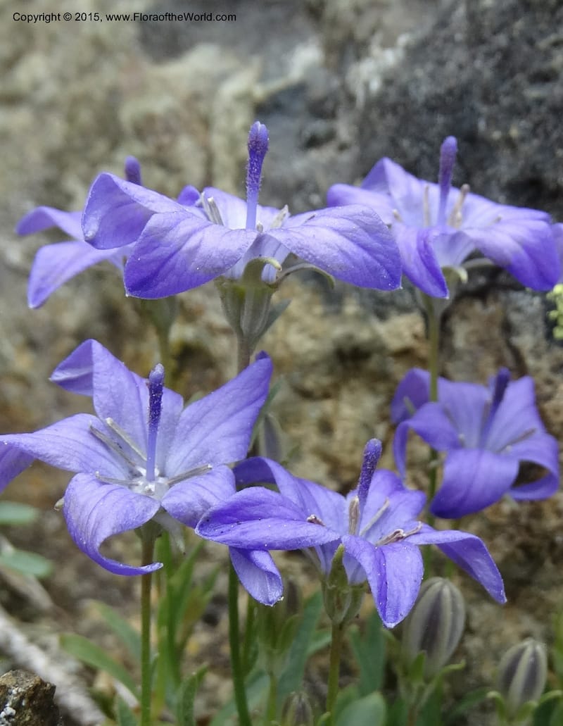 Campanula, Davidson, C 12592B--ID. Idaho Co. Seven Devils Camp Ground. 15 Jul 2014. DSC00113 (166).JPG