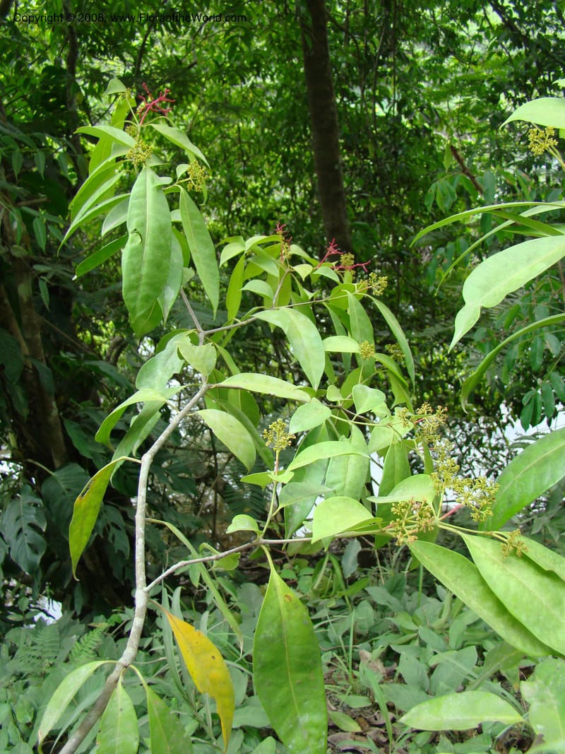 Neea, RAguilar11170--Costa Rica. Puntar. P. Osa. Rincon de Osa. 16 Apr 08. 048.jpg