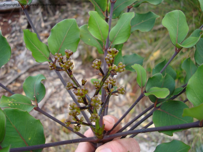 Polyscias, Lowry, P 6897--New Caledonia, Prov du Nord, Plateau de Poro, 16 ov 2007, (52).jpg