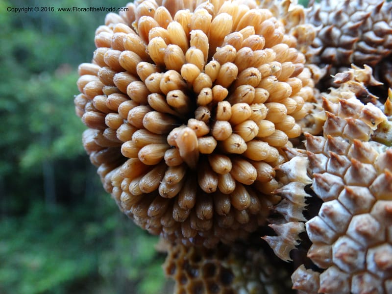 Pandanus borneensis, Callmander, M 1186--Sabah. G. Silam. 1 Oct 2014. DSC00937 (198).JPG